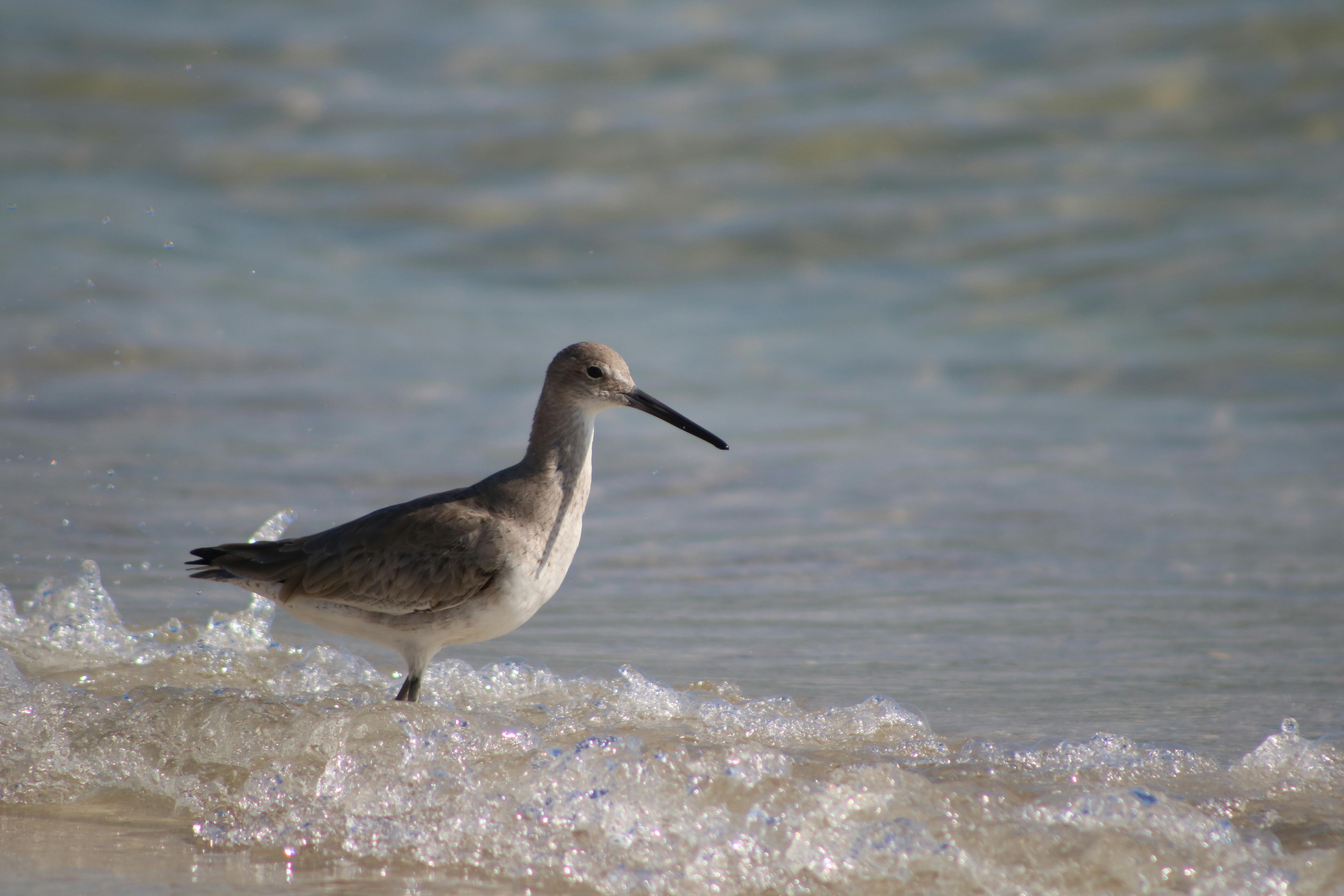 Foto Stok Gratis Tentang Berselancar Burung Laut Lautan