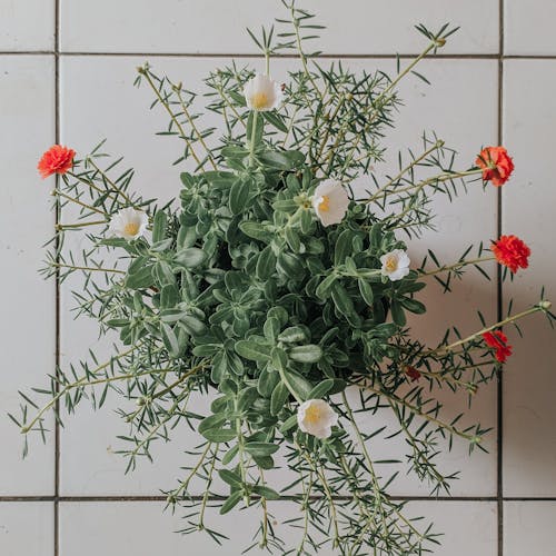 Flowering Plants in a Pot