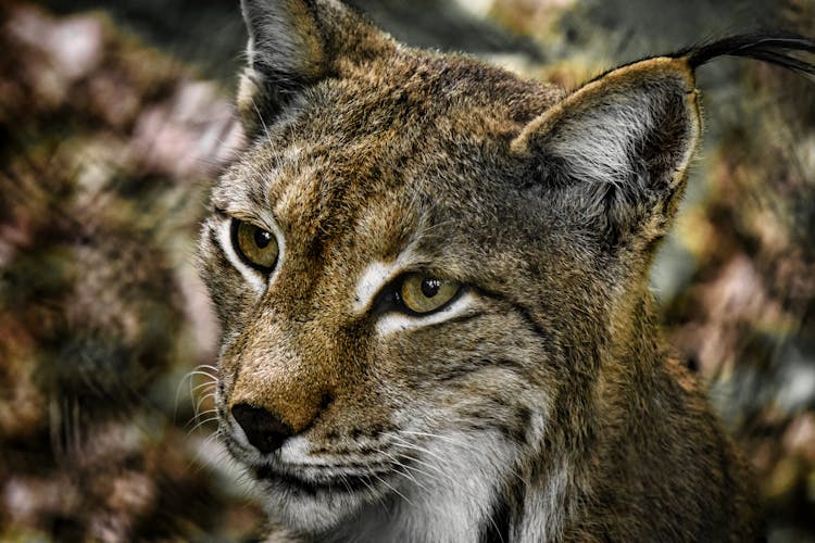 Close-Up Photograph Of A Wildcat