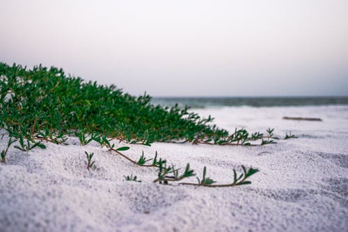 Foto profissional grátis de areia, mar
