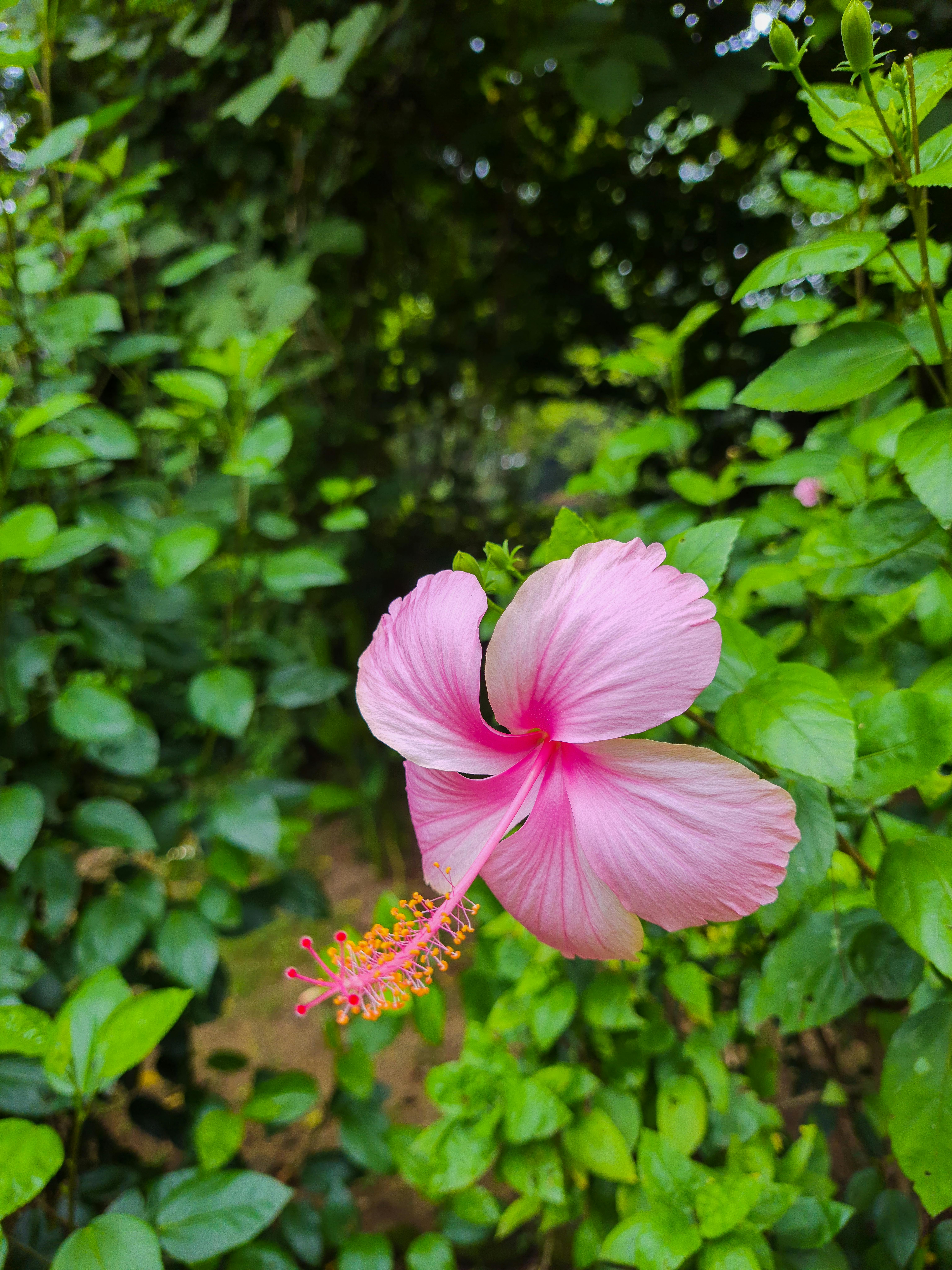 Comparison of different community platform interfaces on a laptop screen