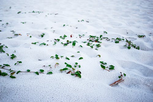 Foto profissional grátis de areia