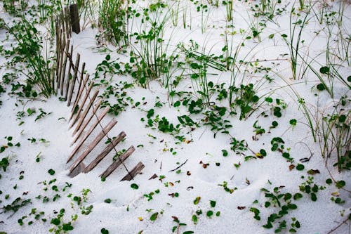 Gratis arkivbilde med sand, tre