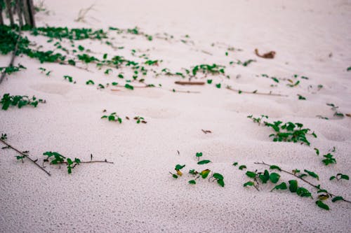 Foto profissional grátis de areia