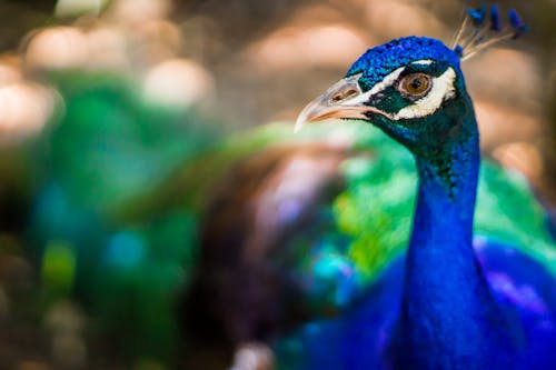 Fotografia Com Lente De Deslocamento De Inclinação Do Pavão Azul