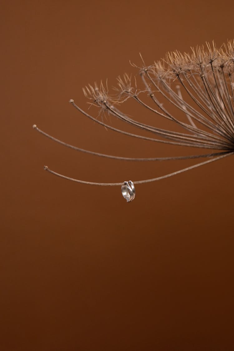 Silver Ring Hanging On Dried Flower 