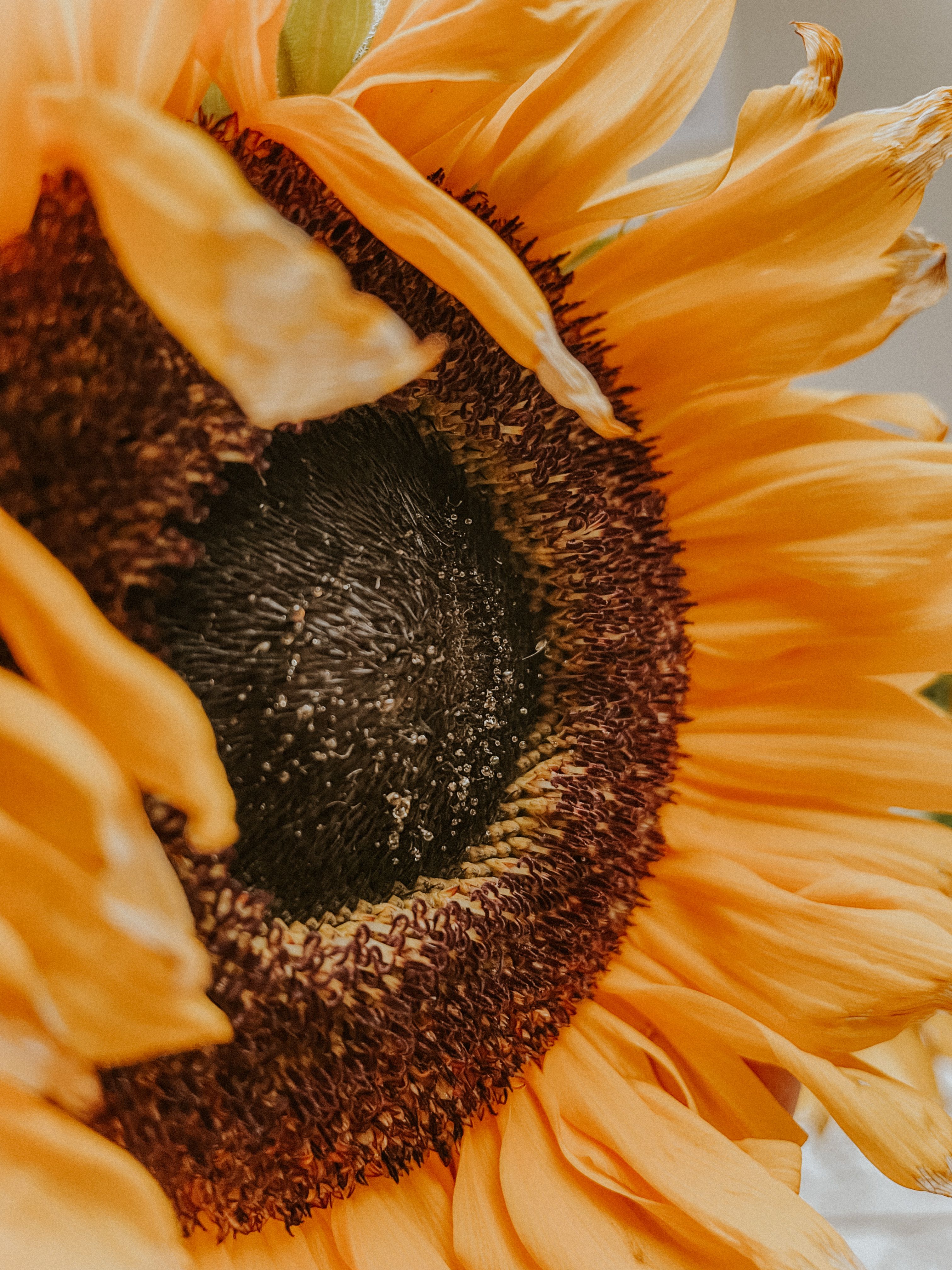 Yellow Sunflower in Close Up Photography · Free Stock Photo