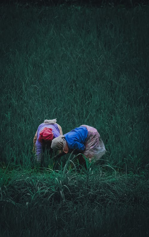 下田, 农民, 垂直拍摄 的 免费素材图片