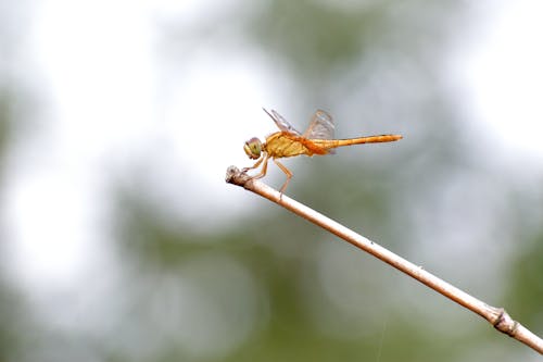 Brown Dragonfly Perched on a Twig