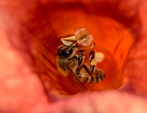 бесплатная Бесплатное стоковое фото с красный цветок, Пчела Стоковое фото