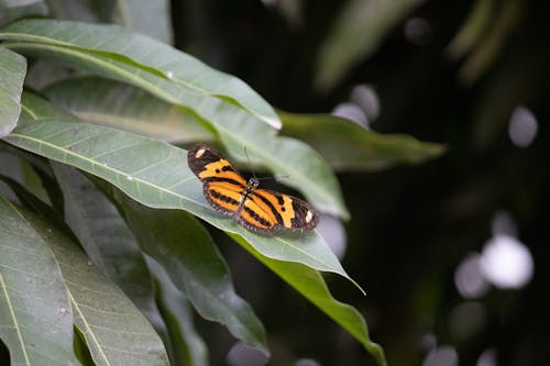 Free Butterfly Perched on a Green Leaf  Stock Photo