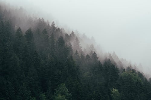 Mountain Surrounded by Trees Covered by Fog · Free Stock Photo