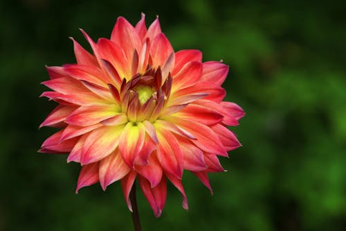 Free Close Up Photo of a Flower Stock Photo