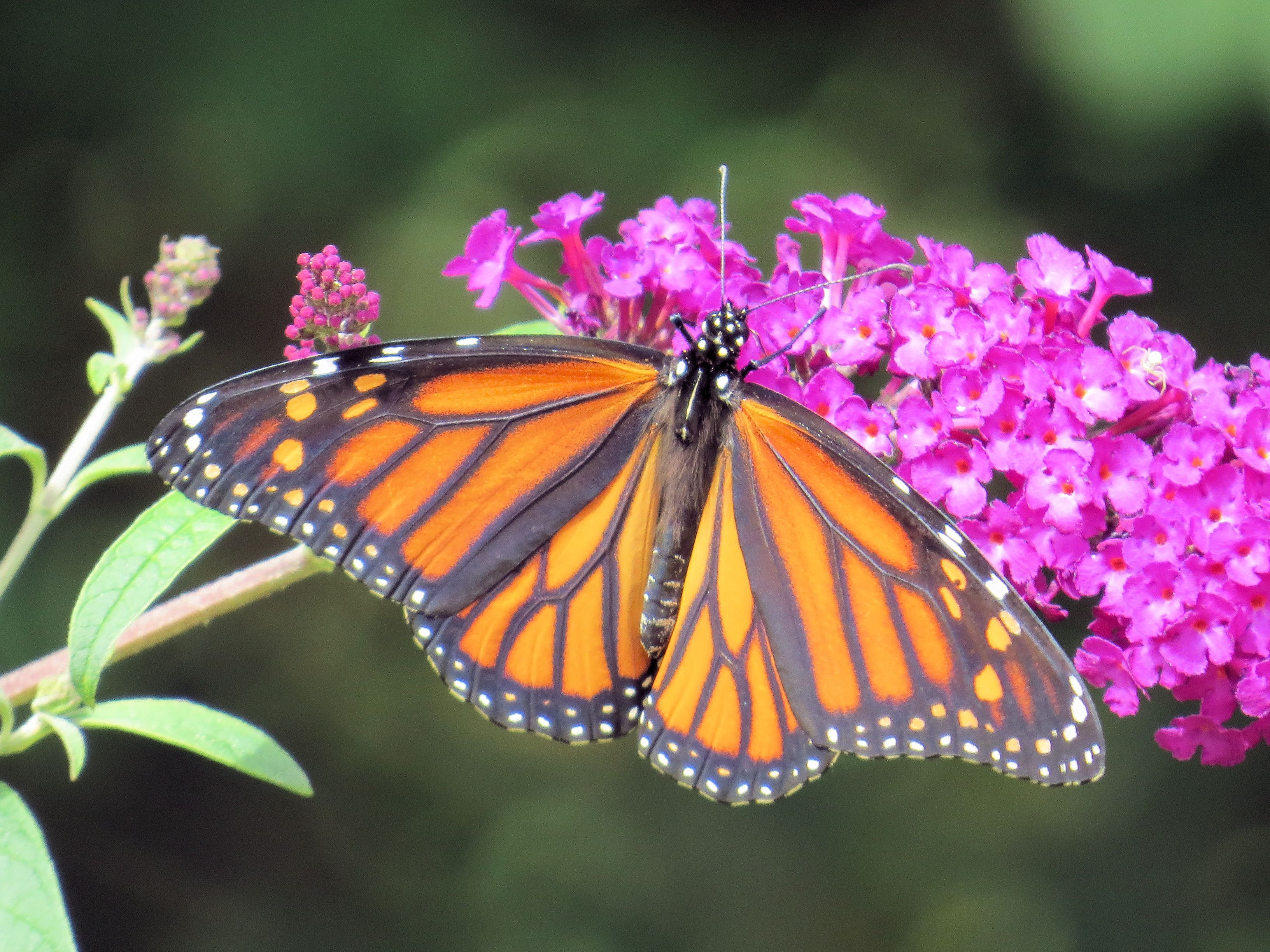 Free stock photo of buddleia, butterfly, butterfly bush