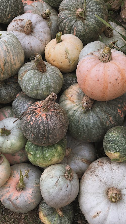 Free Bunch of Pumpkins on the Ground Stock Photo
