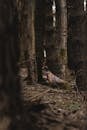 Brown and Red Chicken on Brown Dried Leaves