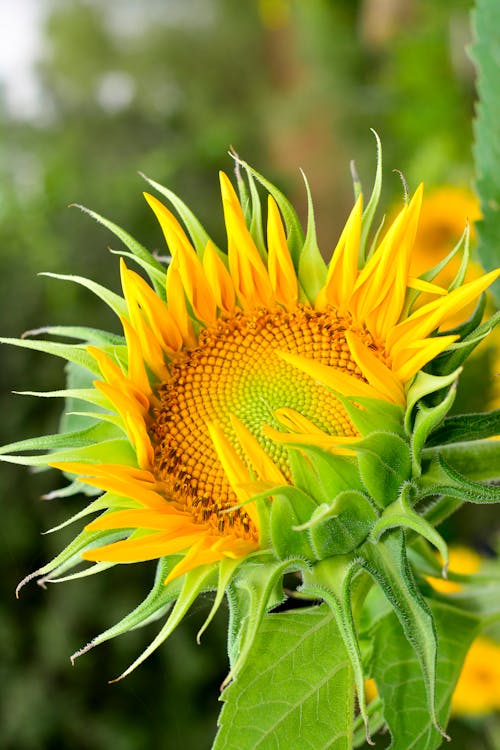 Ilmainen kuvapankkikuva tunnisteilla auringonkukka, hauras, kasvikunta