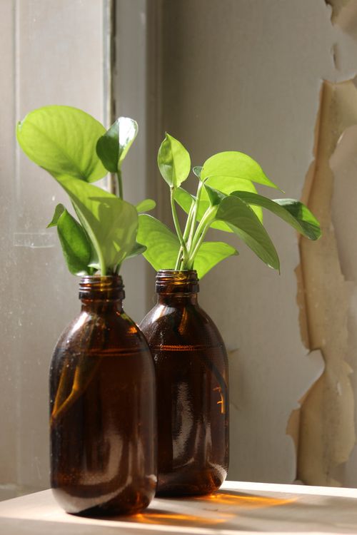 Free Fresh green plants in amber glass bottles by a sunlit windowsill, creating a vibrant indoor decor. Stock Photo