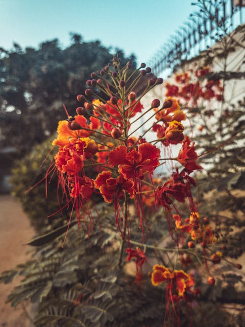 Free stock photo of beautiful nature, dark green plants, early morning