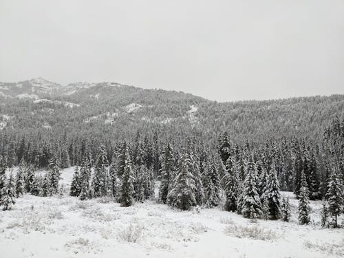 Free Snow Covered Pine Trees  Stock Photo
