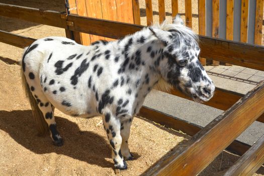 White and Black Pony