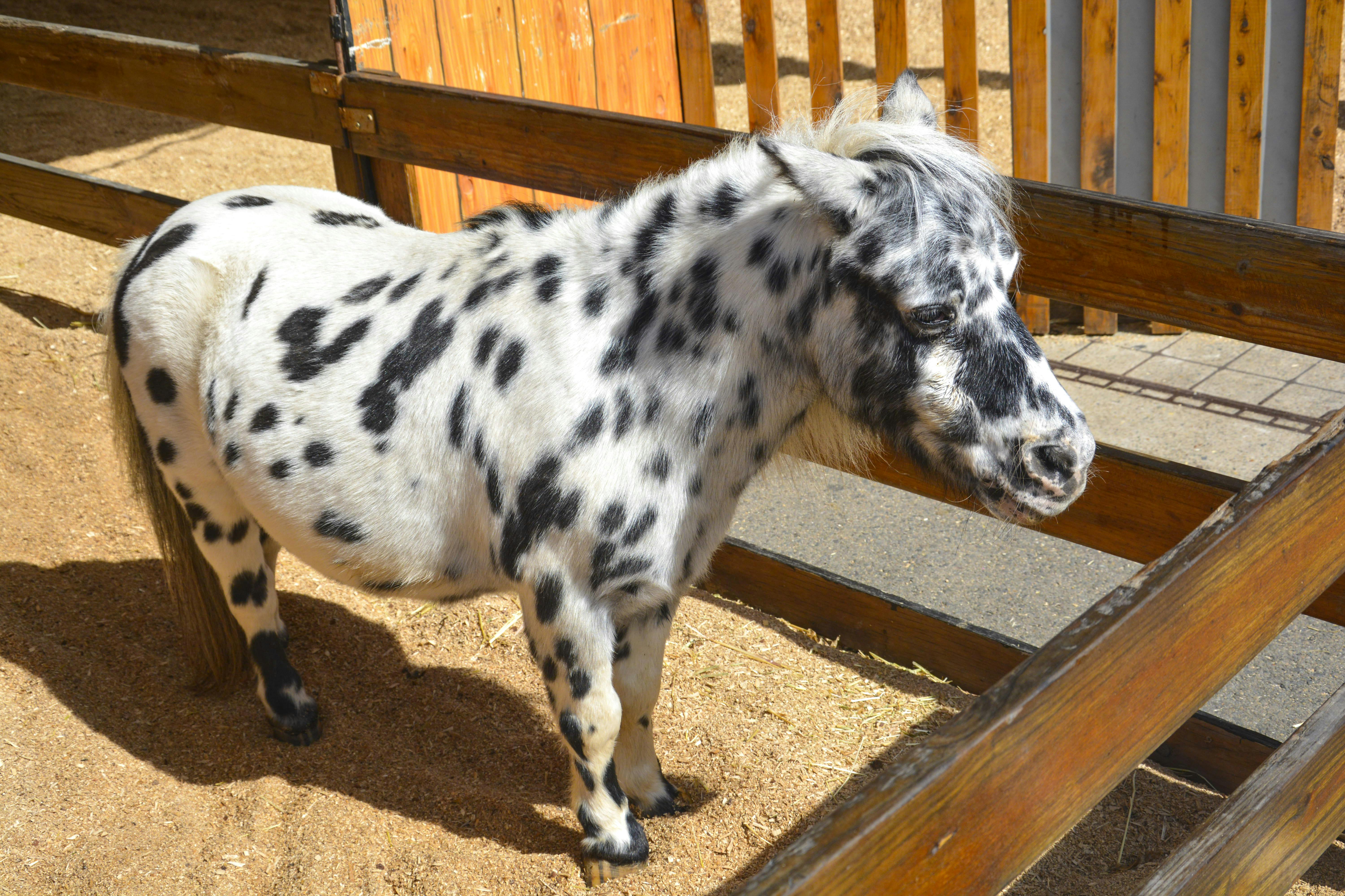 White and Black Pony · Free Stock Photo