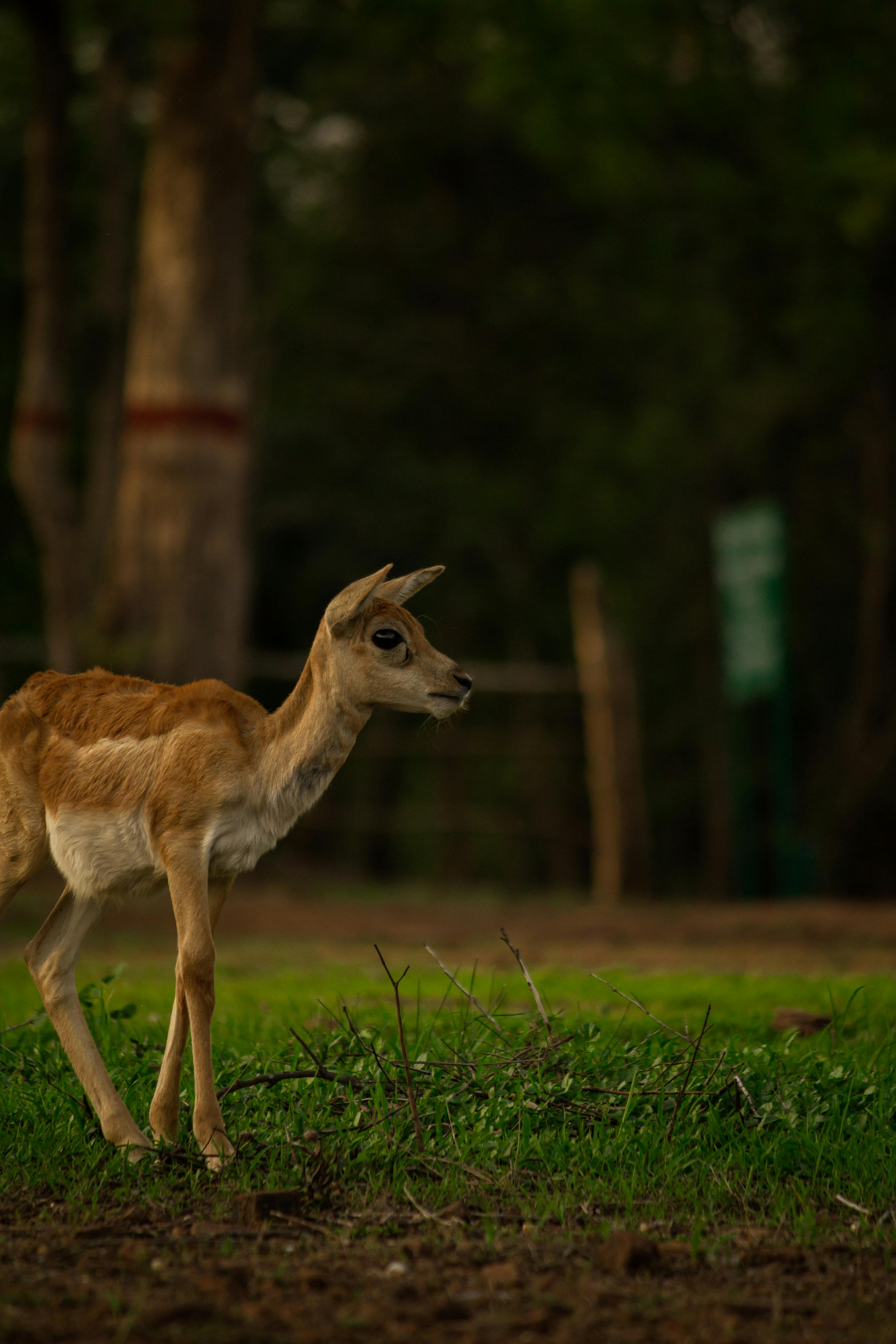 Albino Fawn in Hayfield · Free Stock Photo