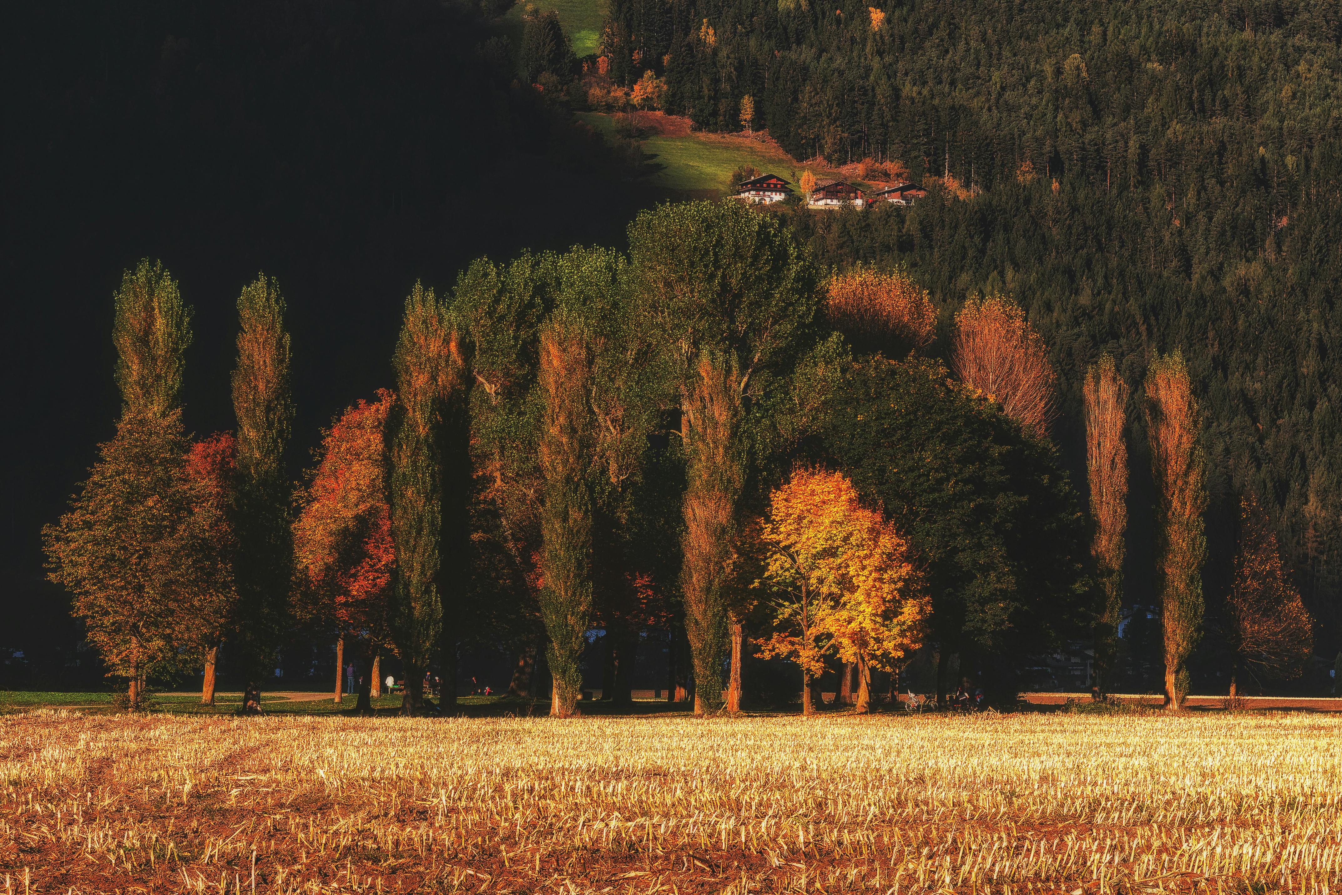 Brown and Green Trees