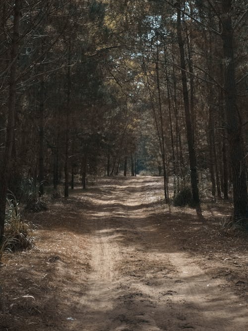 Dirt Road between Trees