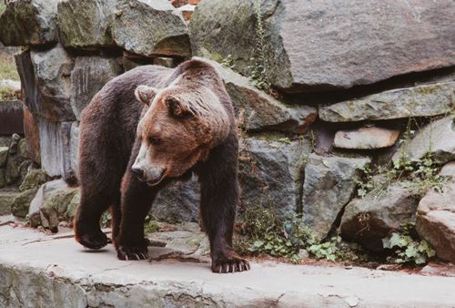 Free A majestic brown bear in a rocky outdoor habitat, showcasing wildlife in Kaliningrad, Russia. Stock Photo