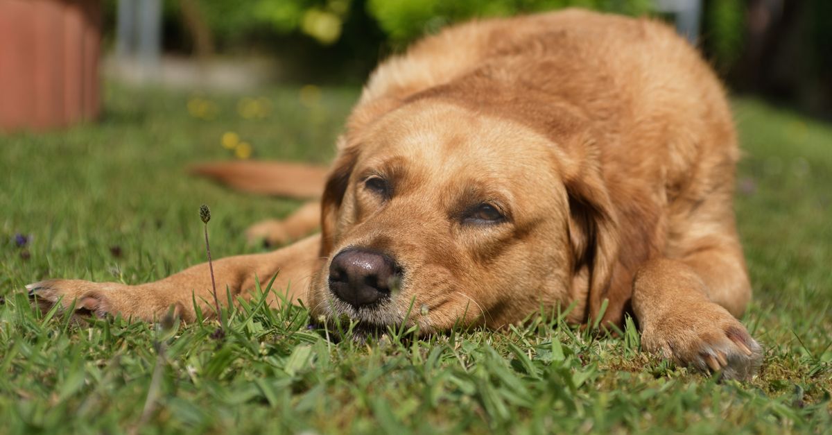 How Much Does an MRI for a Dog Cost? A Complete 2026 Guide