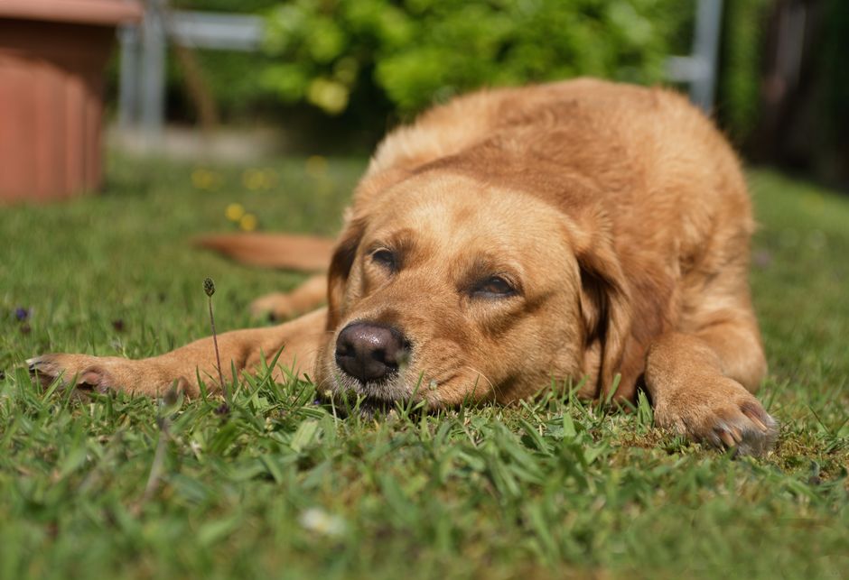 A close-up of a Labrador Retriever peacefully resting on grass.