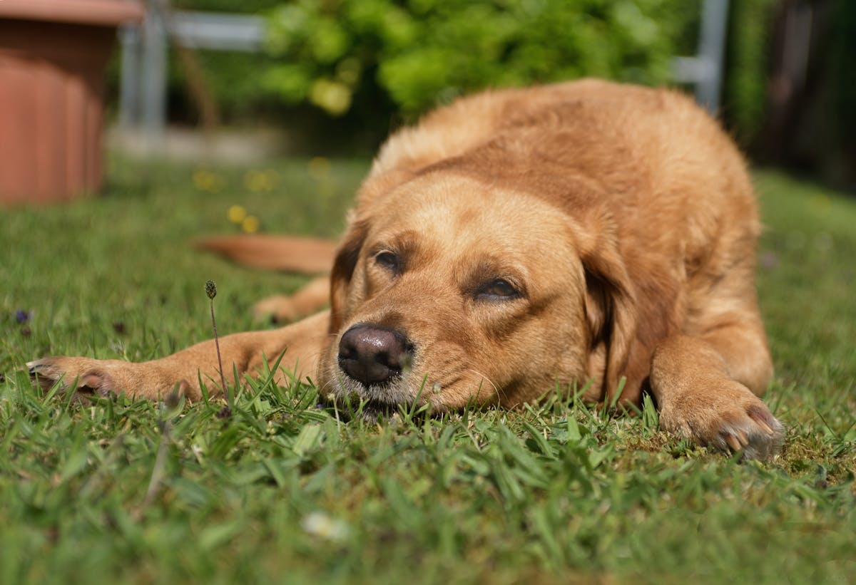 Selective Focus Photo of a Labrador Retriever Lying on Green Grass signs your dog is dying
