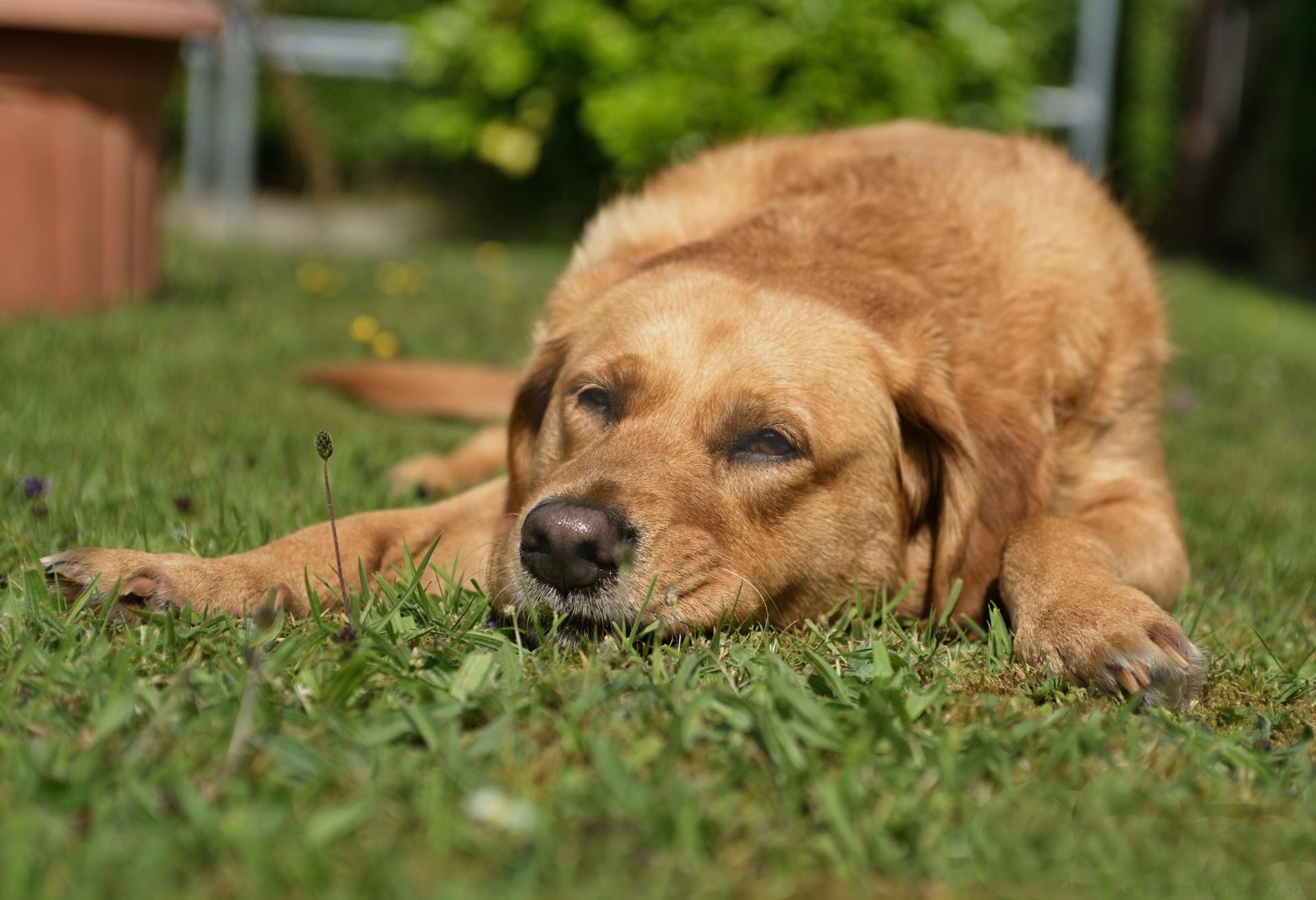 Selective Focus Photo of a Labrador Retriever Lying on Green Grass