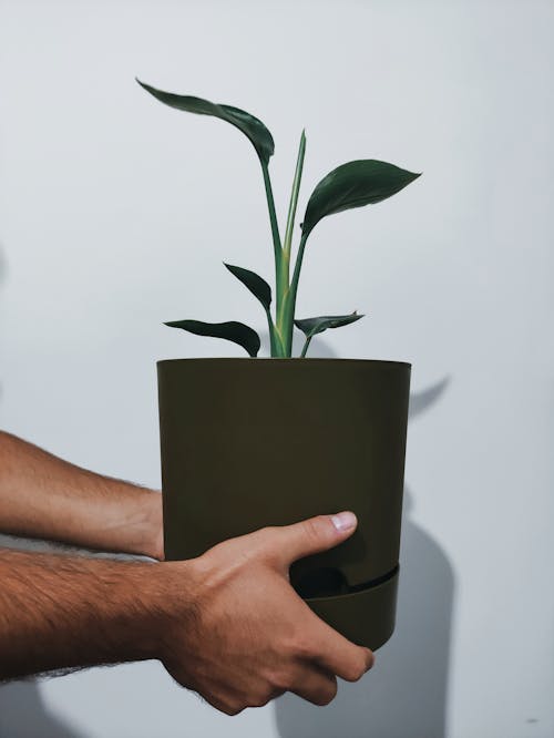 Person Holding an Indoor Potted Plant 