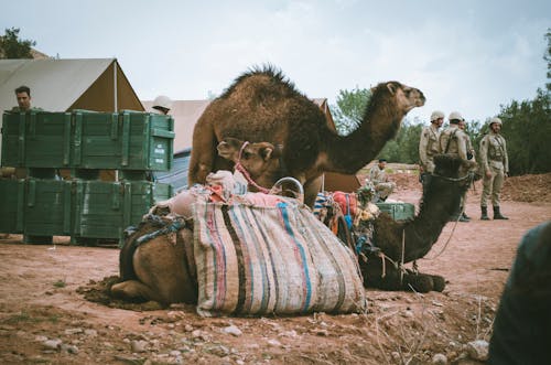 Фотография верблюдов, отдыхающих на земле