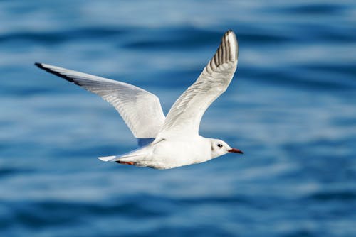 Free Flying Whte Gull  Stock Photo