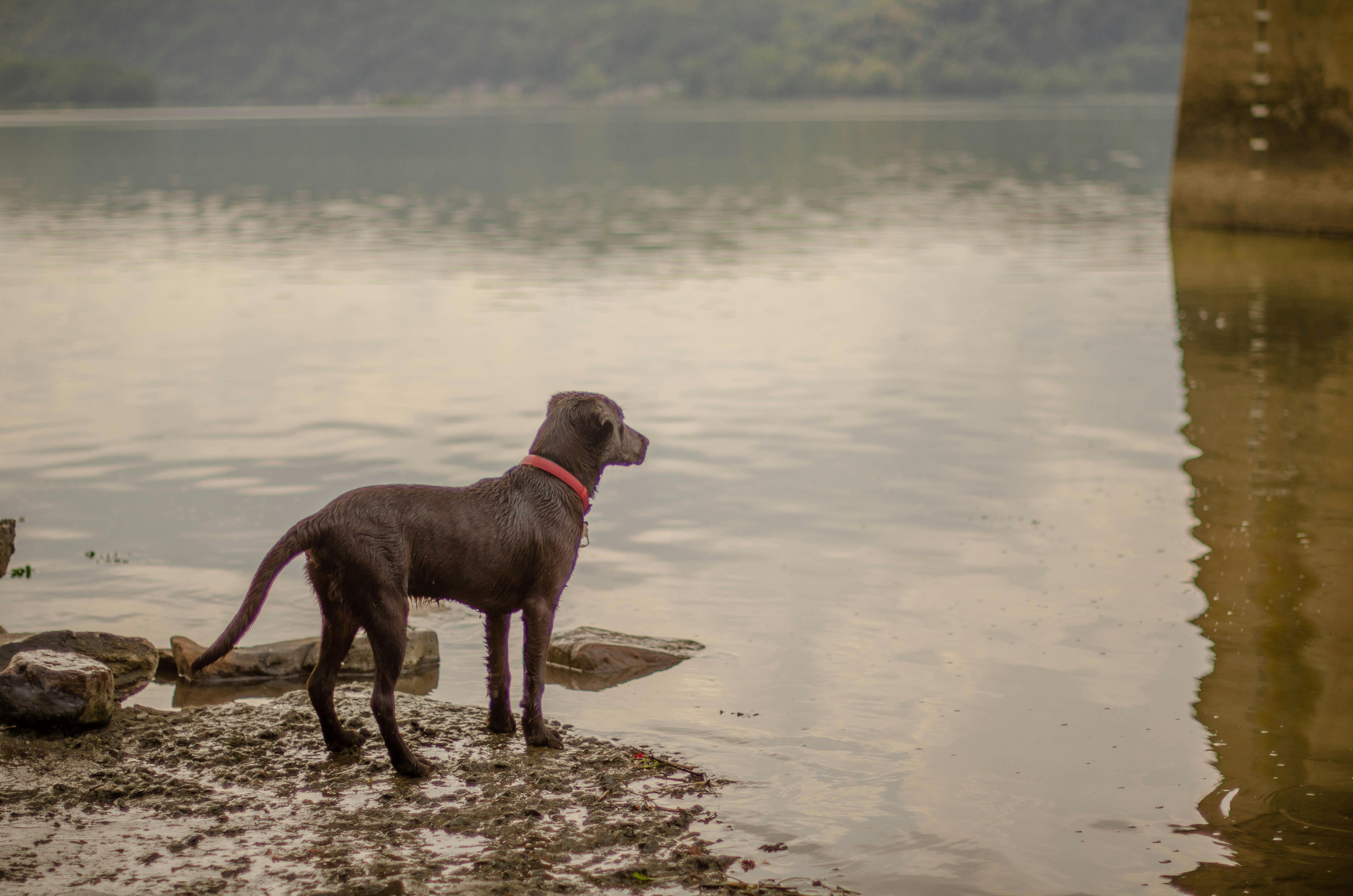 Amazon’s $19 Reflective Dog Safety Vest Helps Keep Pups Visible After Dark — Photo by Nathaniel B. Gerhart on Pexels