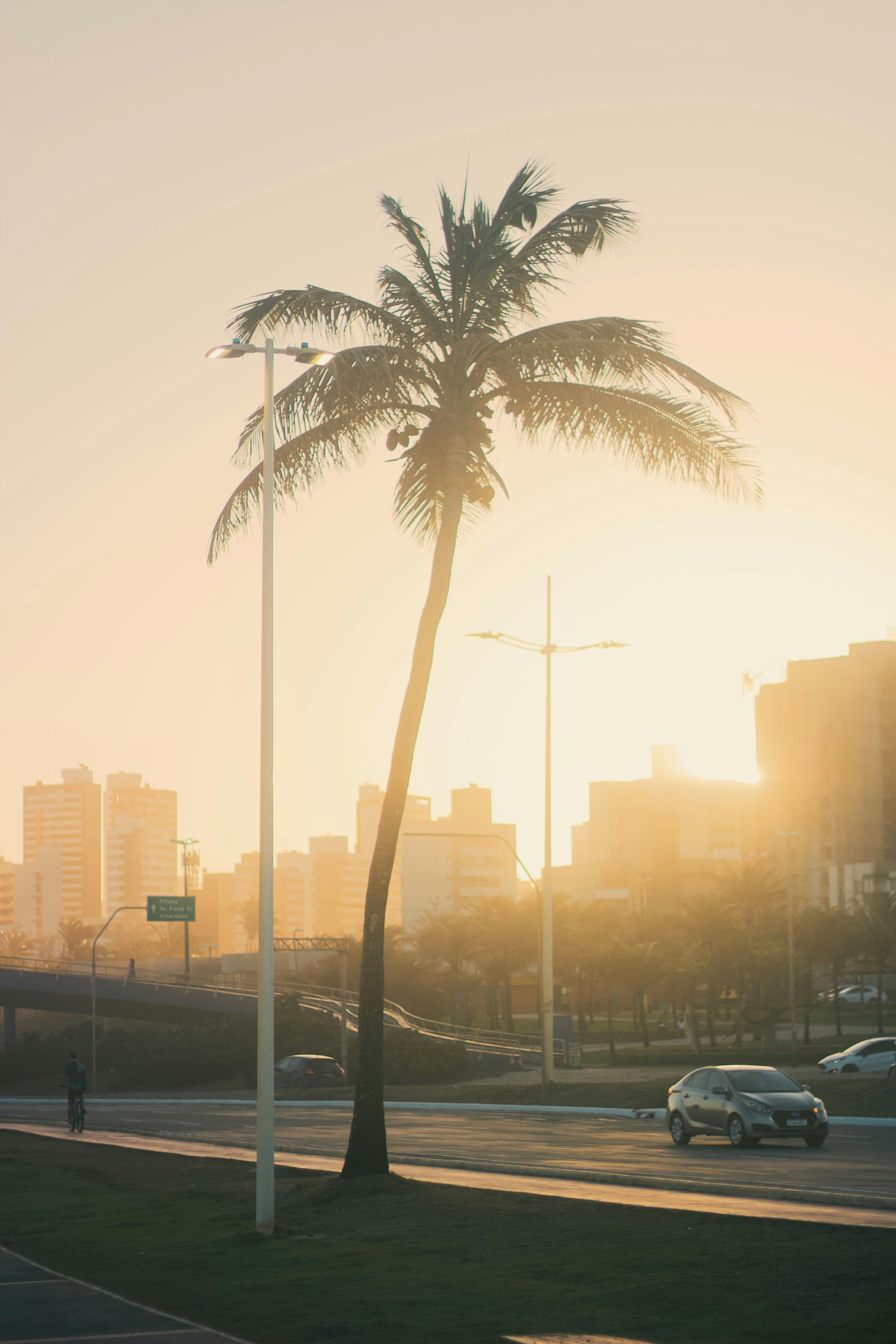 Car Palm Tree Photos, Download The BEST Free Car Palm Tree Stock Photos