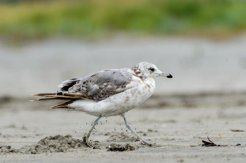 Free Caspian gull strolling on a sandy beach, captured in close-up with selective focus. Stock Photo