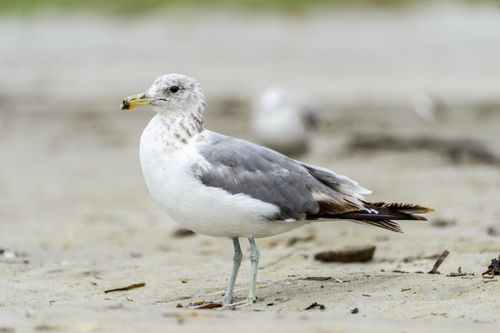 Free Caspian Gull stands on the beach, showcasing its distinctive markings and natural habitat. Stock Photo