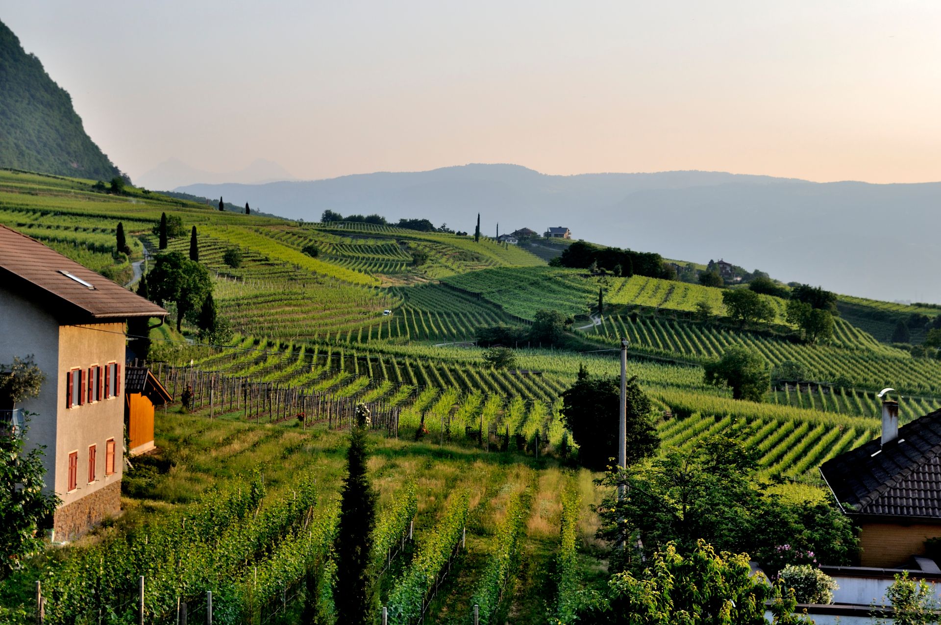 Vineyard rows and the estate house at dusk