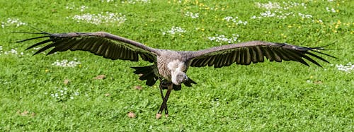 бесплатная черно серый гриф, летающий днем Стоковое фото
