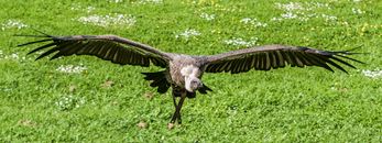 Black and Gray Vulture Flying at Daytime