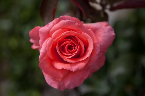 Kostenlos Nahaufnahmefoto Von Rotem Blütenblatt Floewr Stock-Foto