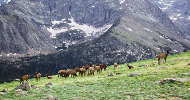A herd of elk grazing on a grassy hillside in the majestic Rocky Mountains.