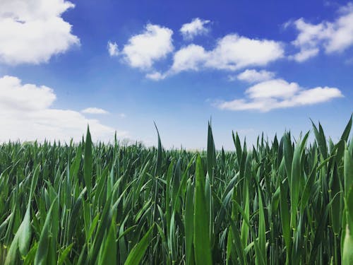 Free stock photo of agricultural field, blue skies, countryside