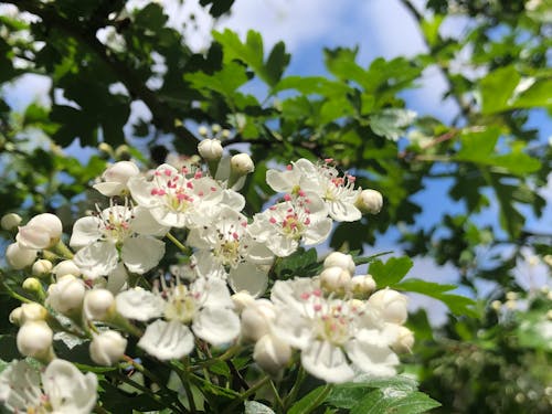 Free stock photo of blossom
