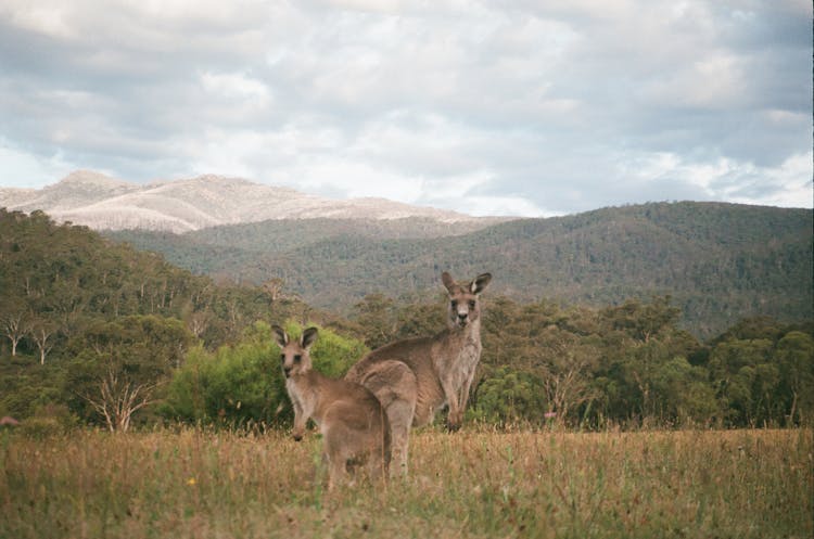 Brown Kangaroos On A Grass Field