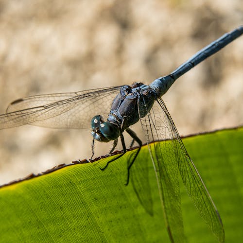 Gratis lagerfoto af entomologi, guldsmed, hvirvelløse Lagerfoto